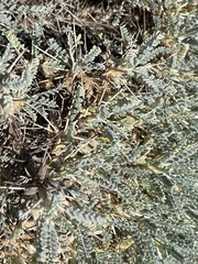 Astragalus tragacantha