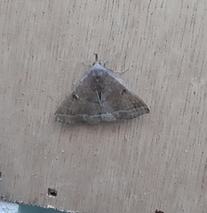 Pechipogo plumigeralis