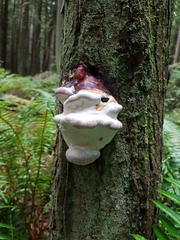 Leptoporus mollis