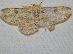 Ascotis reciprocaria