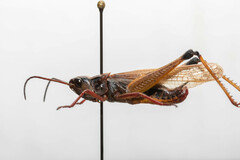 Pseudochorthippus curtipennis