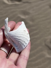Zirfaea crispata