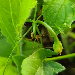 Araneae