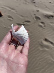Zirfaea crispata