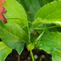 Araneae