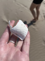 Zirfaea crispata