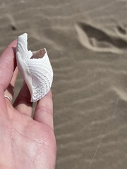 Zirfaea crispata