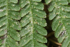 Uredinopsis filicina