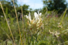 Astragalus zingeri