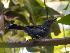 Cercomacra cinerascens