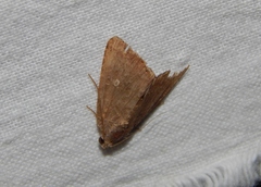 Amyna axis
