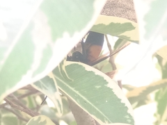 Vespa affinis