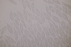 Uredinopsis filicina