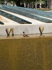 Turdus migratorius