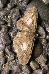 Pasiphila lunata