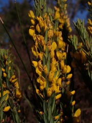 Aotus lanigera
