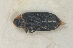 Elodes maculicollis