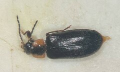 Elodes maculicollis