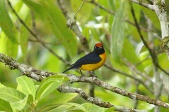 Euphonia anneae