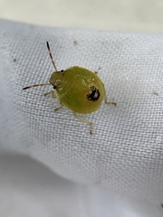Chinavia pensylvanica