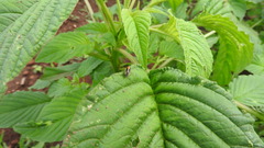 Ganocapsus filiformis