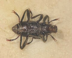 Macronychus glabratus