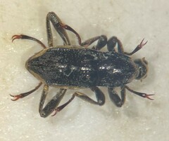 Macronychus glabratus