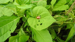 Charidotella tuberculata