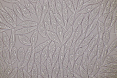 Uredinopsis filicina