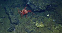 Lithodes couesi