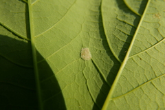 Aceria pseudoplatani