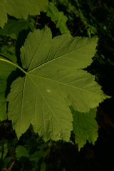 Aceria pseudoplatani