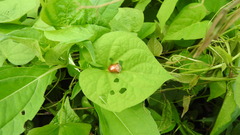 Charidotella tuberculata