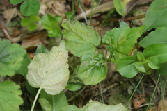 Pucciniastrum circaeae