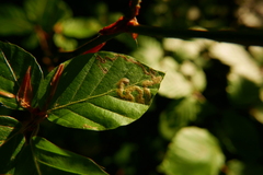 Stigmella hemargyrella