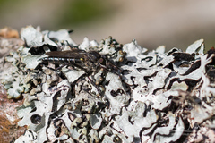 Stilpnogaster aemula