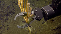 Isidella tentaculum image