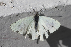 Hesperocharis