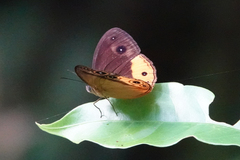 Mycalesis duponchelii