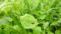 Chelymorpha gressoria