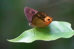 Mycalesis duponchelii