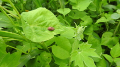 Chelymorpha gressoria