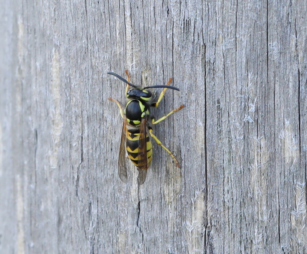 German Yellowjacket from Gonfreville-l'Orcher, France on September 09 ...