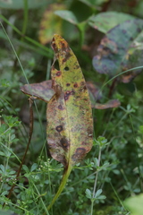 Puccinia bistortae