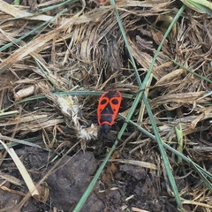 Pyrrhocoris apterus