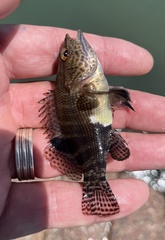 Serranus subligarius