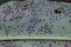 Puccinia bistortae