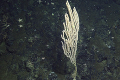 Isidella tentaculum image