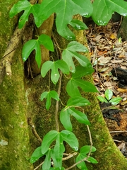 Aristolochia trilobata