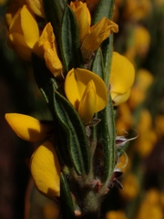 Aotus lanigera